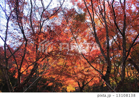 紅葉 13108138