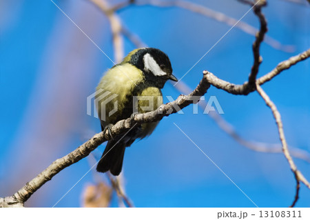 Great Tit 13108311