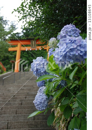 水色のアジサイ･石段･鳥居（熊野那智大社／和歌山県東牟婁郡那智勝浦町） 13108645