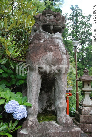 狛犬・水色のアジサイ(熊野那智大社/和歌山県東牟婁郡那智勝浦町) 狛犬・水色のアジサイ(熊野那智大社/和歌山県東牟婁郡那智勝浦町) 13108646