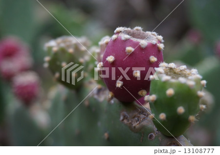 サボテン 13108777