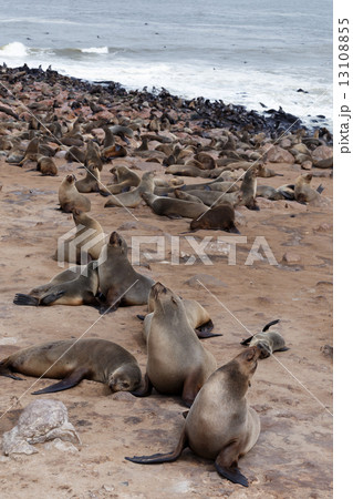 huge colony of Brown fur seal - sea lions in Namibia 13108855