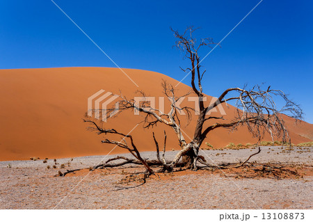 Dune 45 in sossusvlei NamibiaDune 45 in sossusvlei Namibia, view from the top 13108873