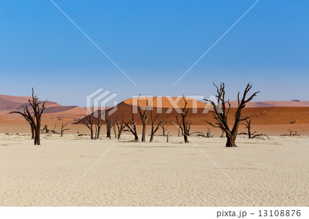 Sossusvlei beautiful landscape of death valley Sossusvlei beautiful landscape of death valley 13108876
