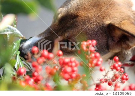 犬 13109069