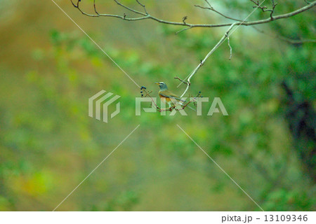 マミチャジナイ1 13109346