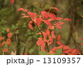 コバノガマズミの紅葉 13109357