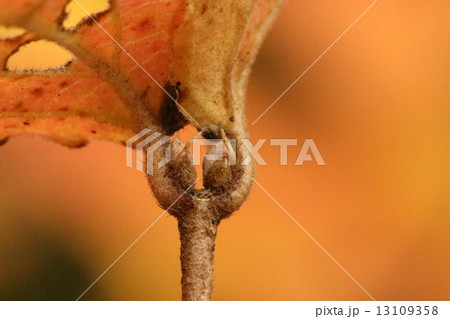 コバノガマズミの托葉 13109358