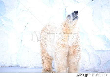 遠吠えするしろくま 13109584