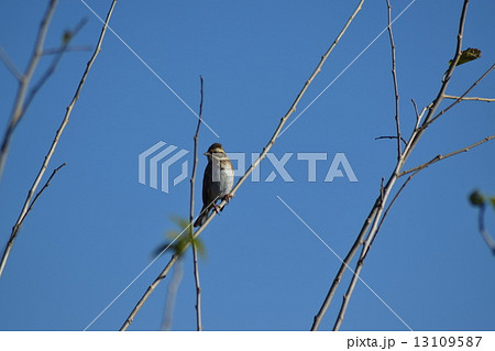 多摩川のカシラダカ 13109587