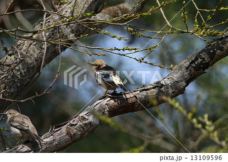 コムクドリ コムクドリ 13109596