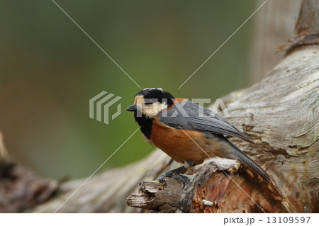 ヤマガラ 13109597