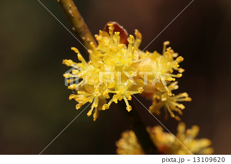 ダンコウバイの雄花 ダンコウバイの雄花 13109620