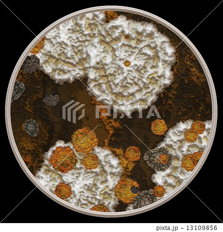 Symmetrical growth of bacteria 13109856