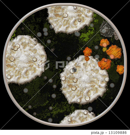 Symmetrical growth of bacteria Symmetrical growth of bacteria 13109886