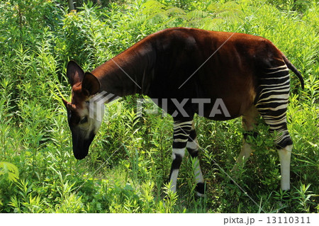 オカピ 13110311