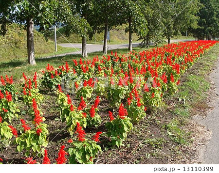 はな・てんと１ 13110399