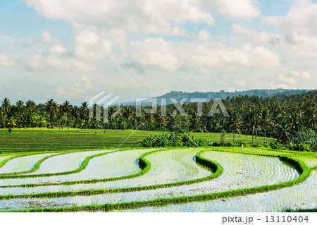 Field in Indonesia 13110404