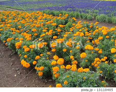 はな・てんと４ 13110405