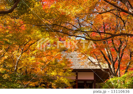 紅葉の常寂光寺 紅葉の常寂光寺 13110636