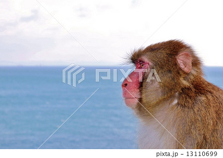 猿 13110699