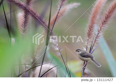 A little cute bird on spring flower A little cute bird on spring flower 13111427