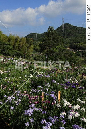 岡山県　住心院　花菖蒲 13112000