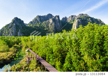 Education mangroves forest 13113064