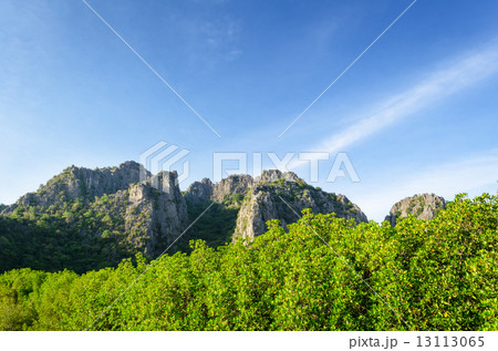 Mountain and mangrove forest 13113065