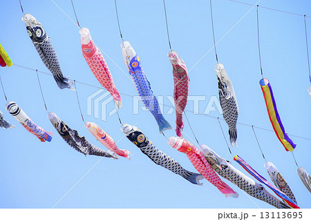 鯉のぼり 鯉のぼり 13113695