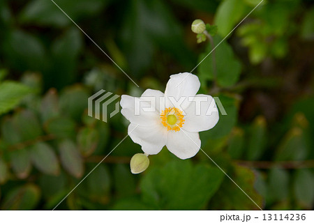 シュメイギク シュメイギク 13114236