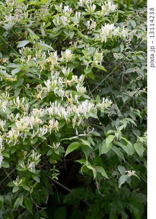 スイカズラ 13114238