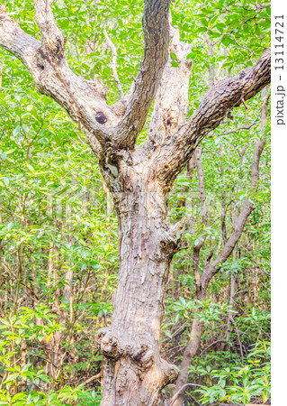 big tree big tree 13114721