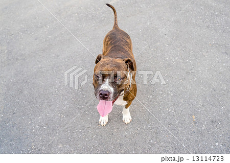pitbull dog 13114723