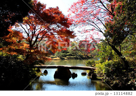 六義園の紅葉 13114882