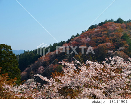 吉野山　下千本の景色 13114901