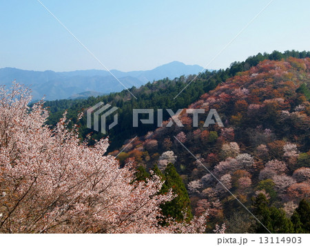 吉野山　下千本の景色 13114903