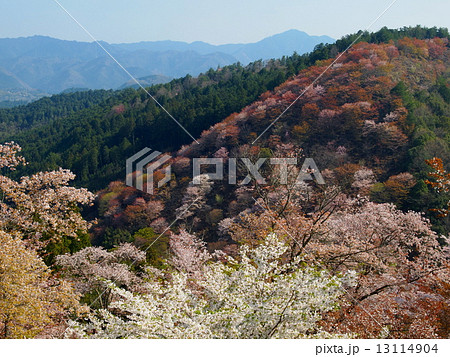 吉野山　下千本の景色 13114904