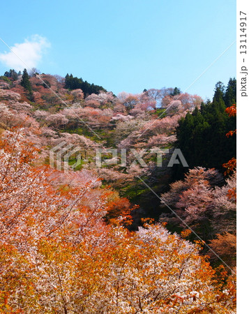 桜が満開の吉野山 13114917