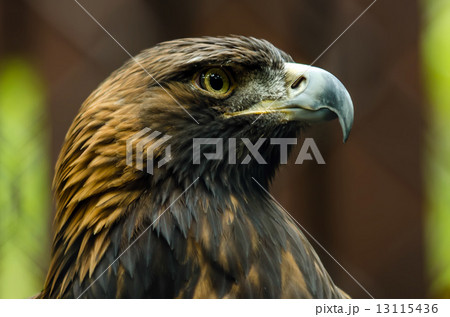 Portrait of a Golden Eagle 13115436