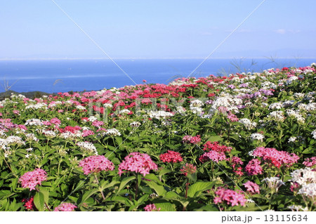 ペンタスの花畑 13115634