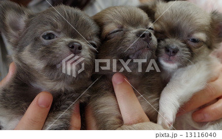 チワワの子犬 13116040