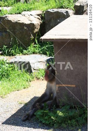 地獄谷のシブイ猿 13116410