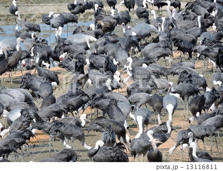 出水平野のツル　餌場 13116811