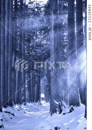 戸隠・奥社への道 13116843