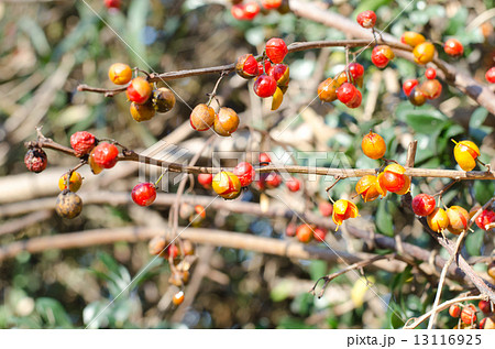 ツルウメモドキ 13116925