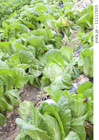 白菜畑 13117005