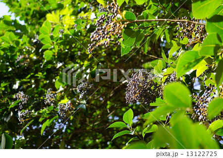 トウネズミモチの実 13122725