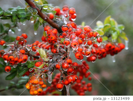 Branch with bright berries after freezing rain 13123499