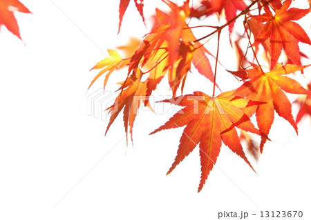 カエデの紅葉のクローズアップ 13123670